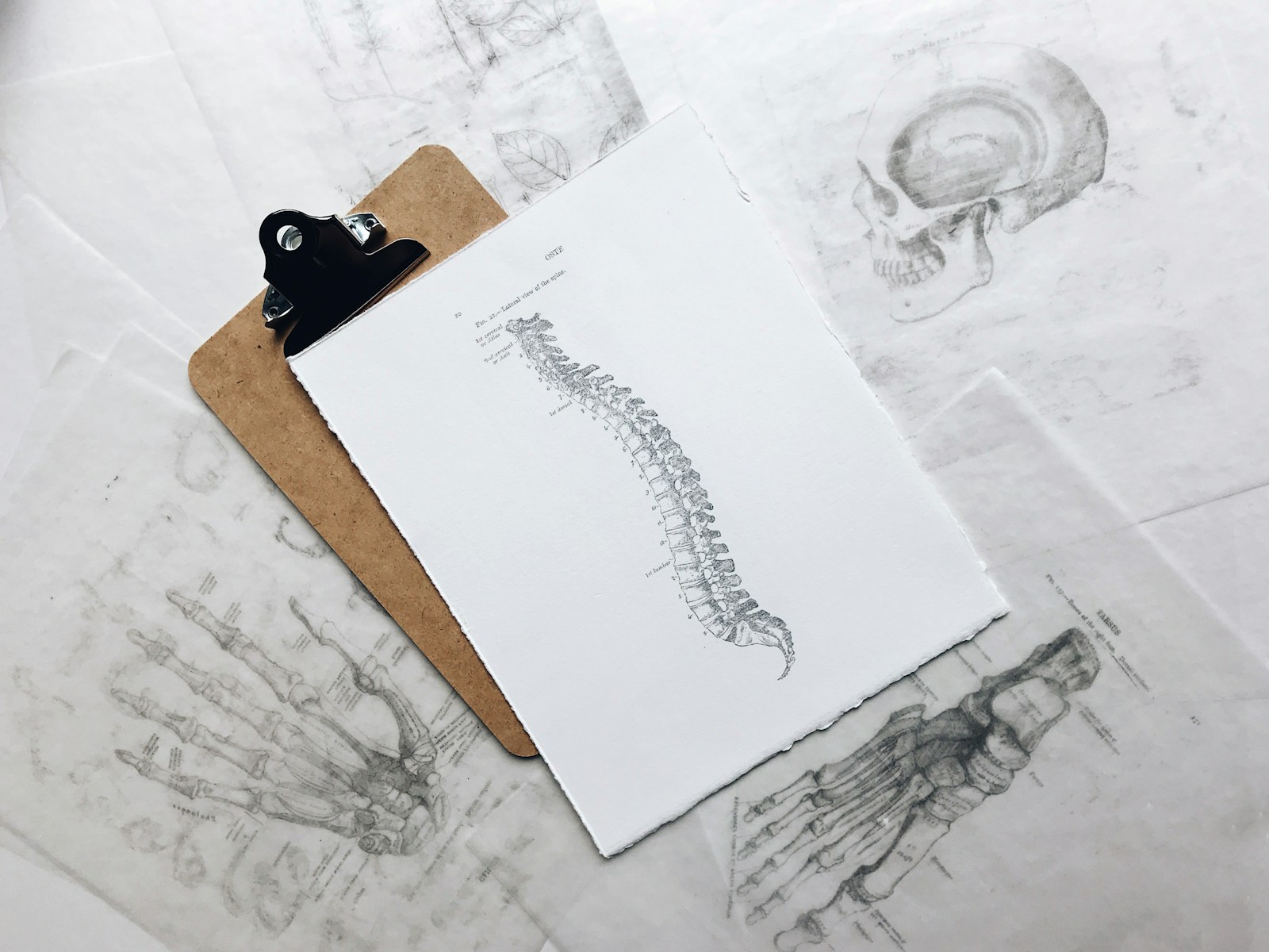 Laminas anatomicas de la columna vertebral sobre una tabla portapapeles, rodeadas de dibujos del pie y la mano